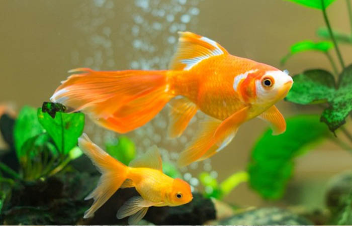 tuổi thân nuôi cá gì